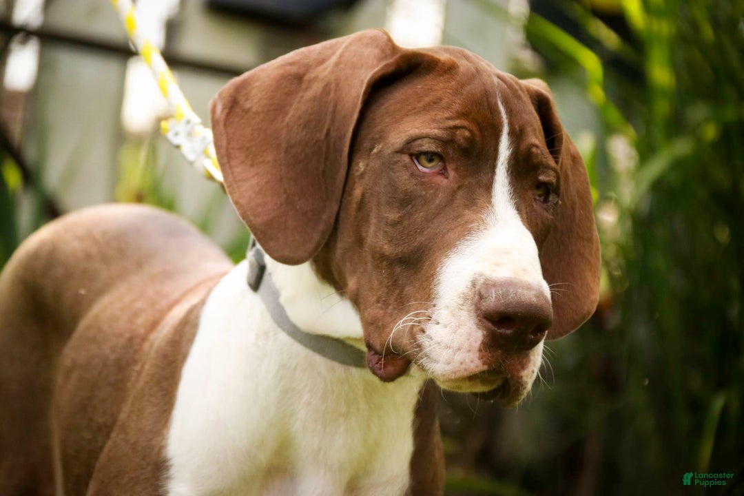 Great Dane dogs for sale: Jack - Image 14