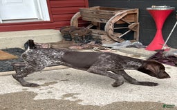 German Shorthaired Pointer dogs for sale: Rayn - Image 3
