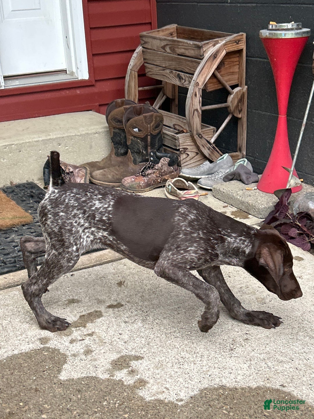 German Shorthaired Pointer dogs for sale: Rayn - Image 3