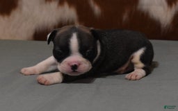 French Bulldog dogs for sale: SETH BRINDLE - Image 5