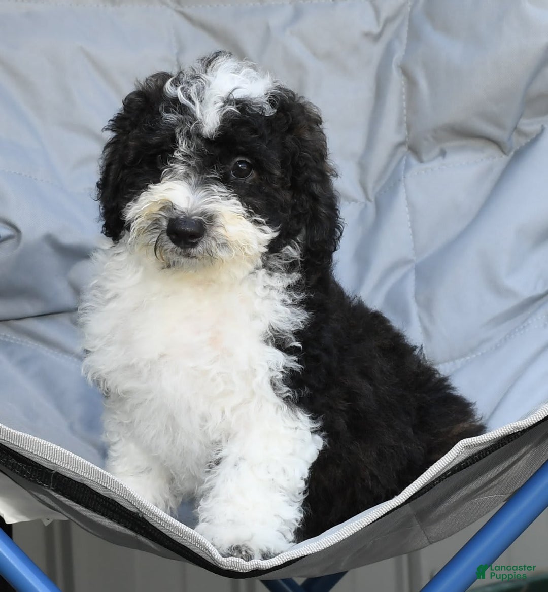 Maltipoo dogs for sale: Marshall - Image 4