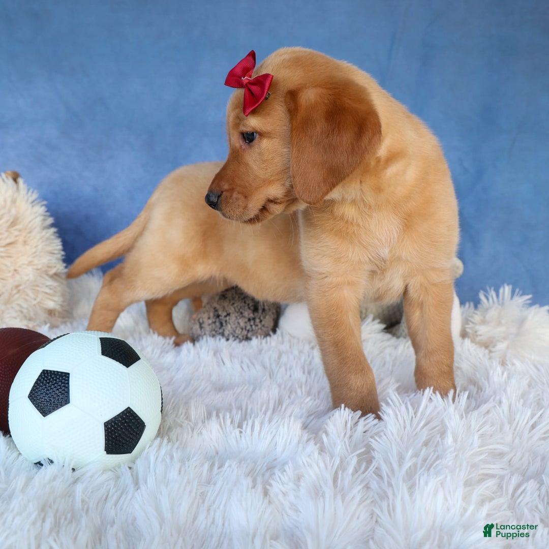 Labrador Retriever dogs for sale: Gus - Image 23