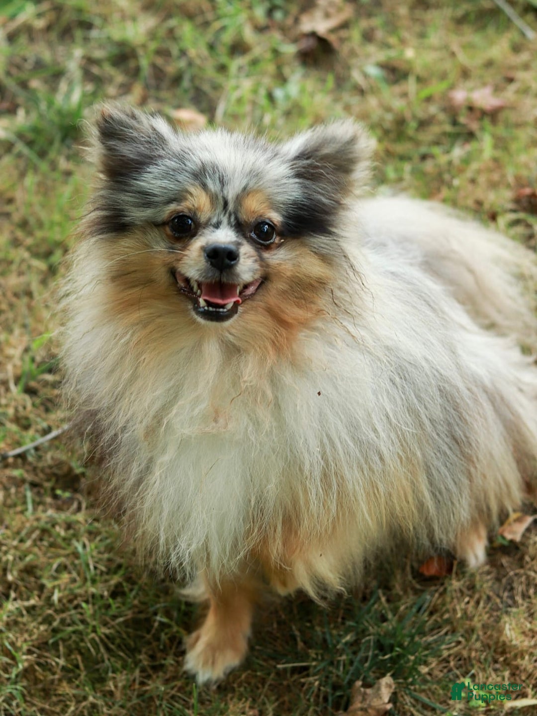 Pomeranian dogs for sale: Leno - Image 8