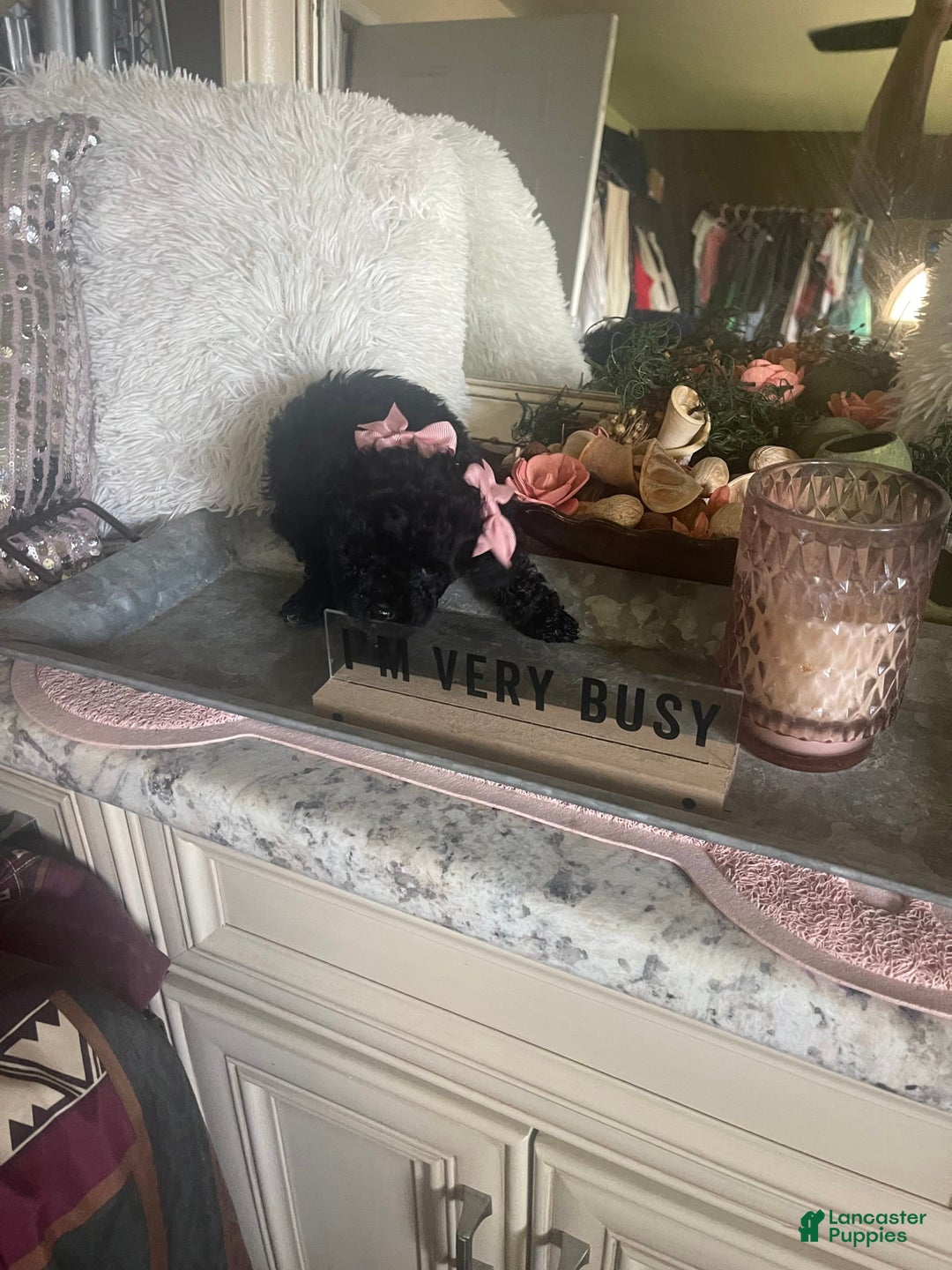 Toy Poodle dogs for sale: Nola - Image 2