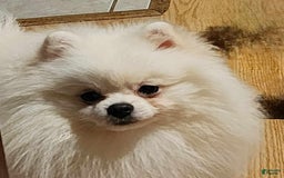 Pomeranian dogs for sale: Arya - Image 13