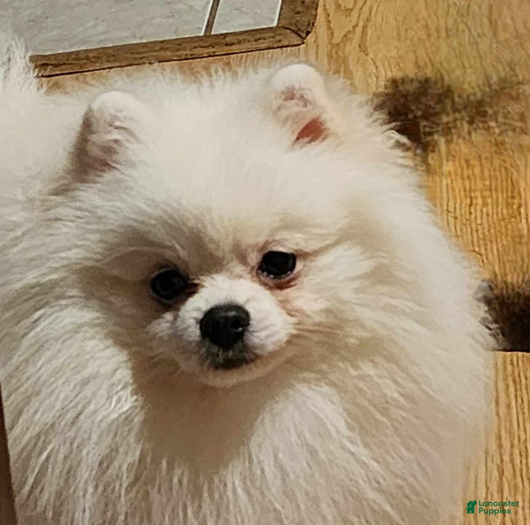 Pomeranian dogs for sale: Arya - Image 13