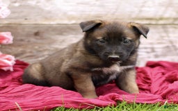 Belgian Malinois dogs for sale: Josiah - Image 1