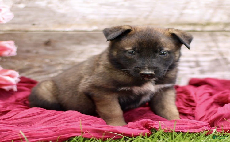 Belgian Malinois dogs for sale - Ad 1
