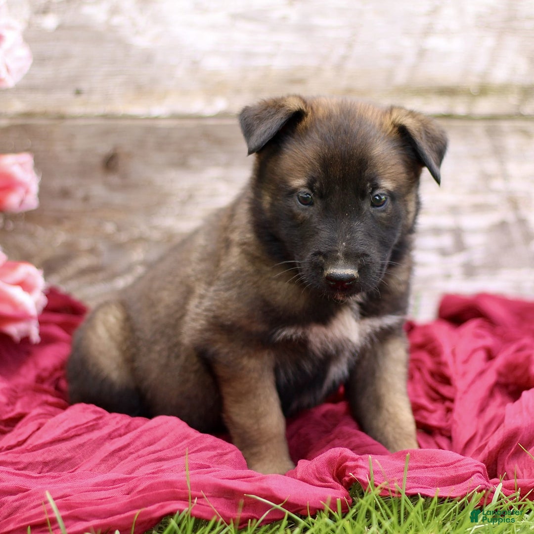 Belgian Malinois dogs for sale: Josiah - Image 1