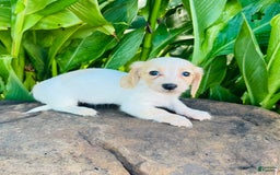 Miniature Dachshund dogs for sale: Carrie LH - Image 8
