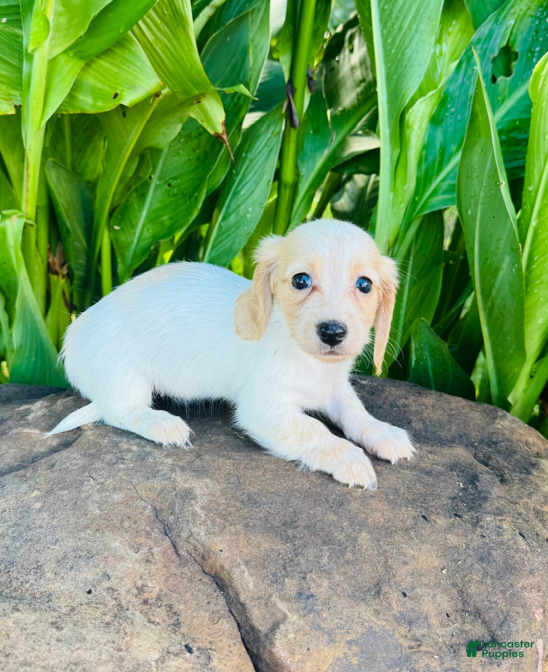 Miniature Dachshund dogs for sale: Carrie LH - Image 8