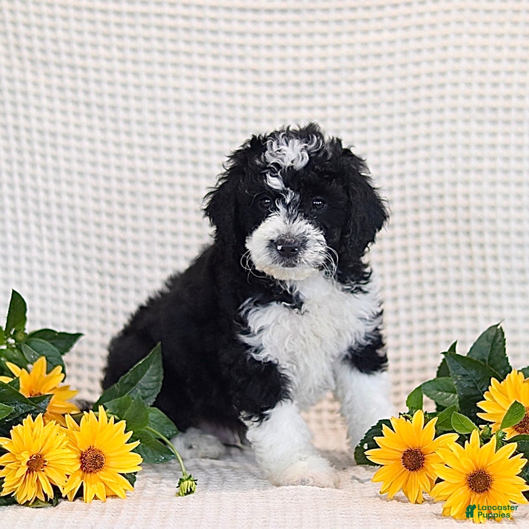 Mini Bernedoodle dogs for sale: Douglas - Image 2