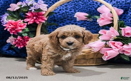 Cavapoo dogs for sale: Brownie - Image 4