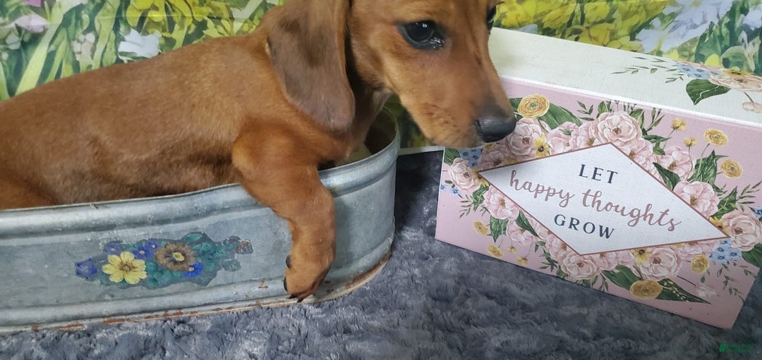 Dachshund dogs for sale: Jolly - Image 6
