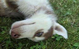 Siberian Husky dogs for sale: Berry - Image 7
