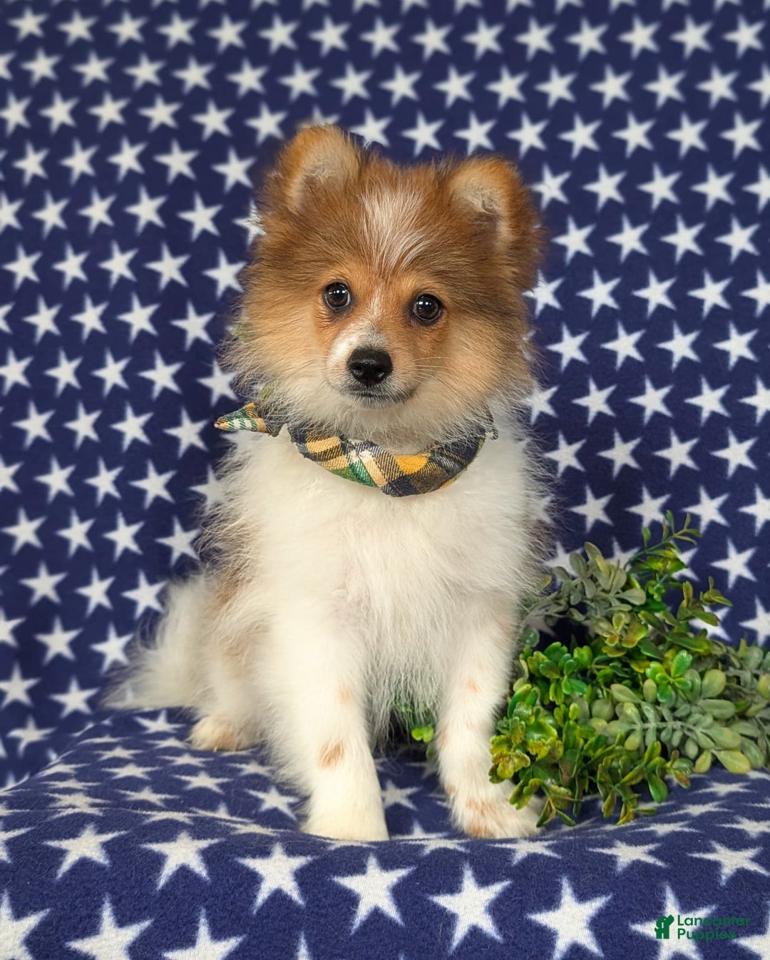 Pomeranian dogs for sale: Diesel Toy Size - Image 10