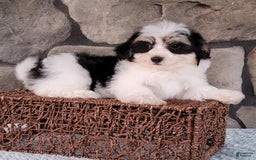 Havanese dogs for sale: Danny - Image 2