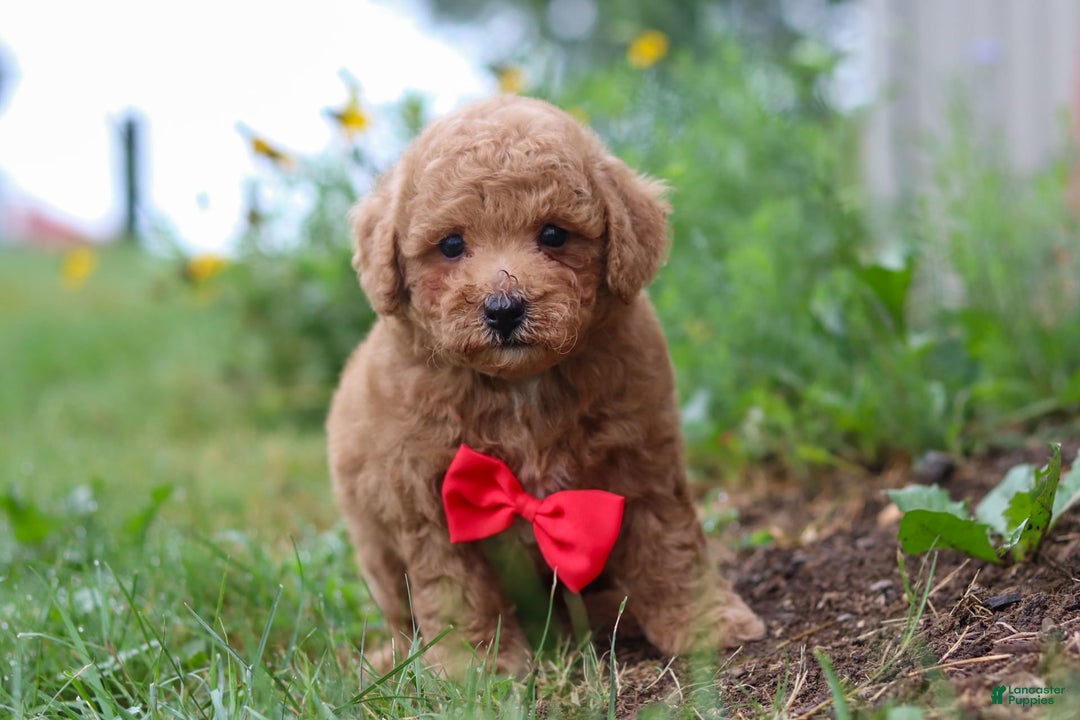 Maltipoo dogs for sale: Shiloh - Image 16