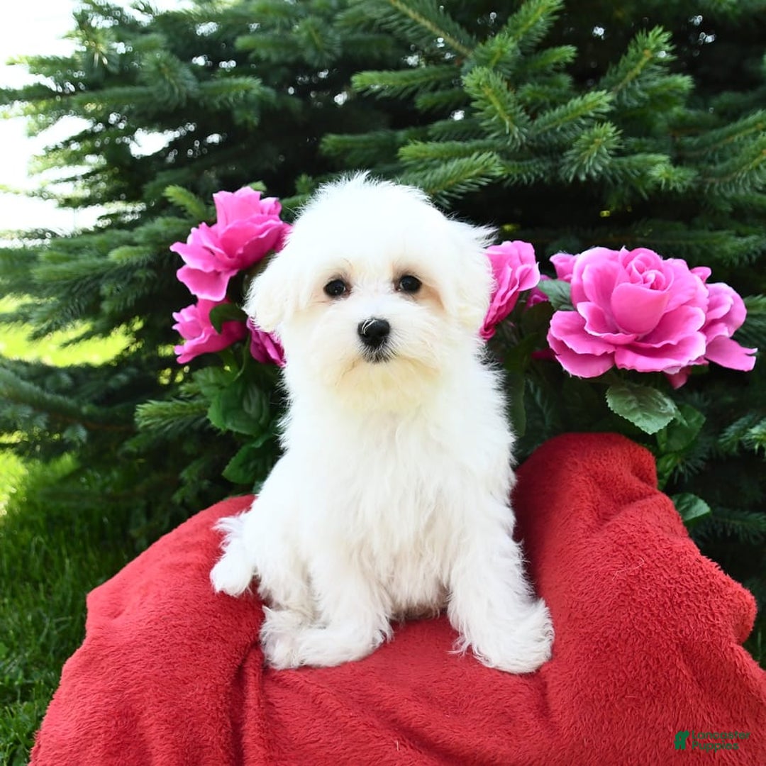 Maltese dogs for sale: Frisky - Image 4
