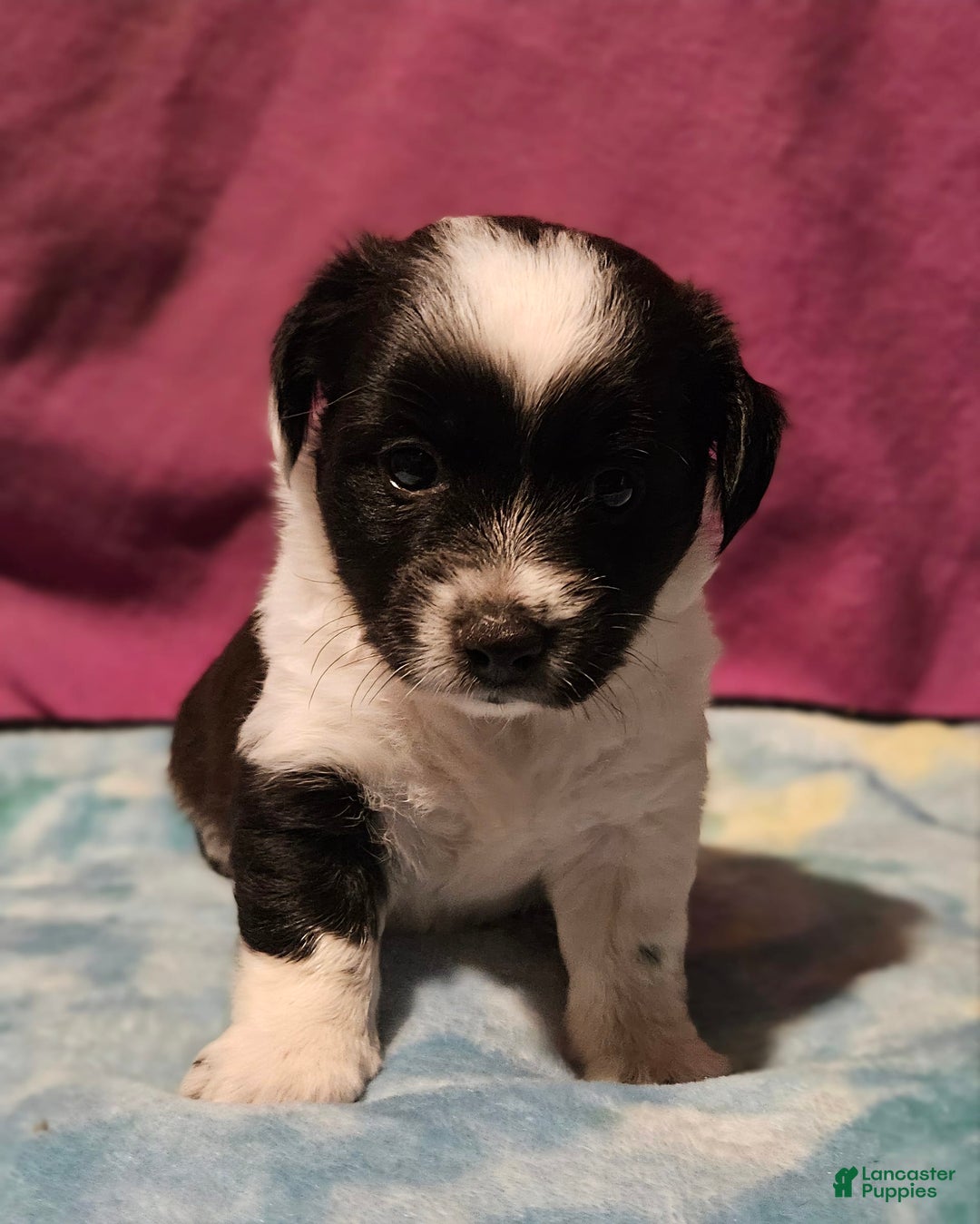 Chihuahua dogs for sale: Mani - Image 19