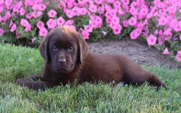 Labrador Retriever dogs for sale: Tulip - Image 6