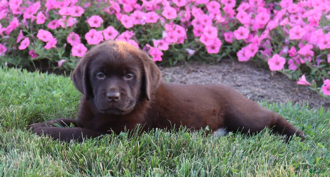 Labrador Retriever dogs for sale: Tulip - Image 6