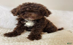 Mini Bernedoodle dogs for sale: Coco Bean - Image 1