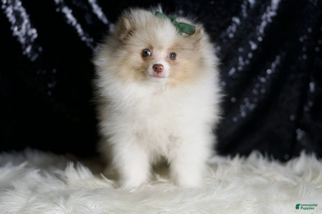 Pomeranian dogs for sale: Chai - Image 2