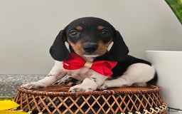 Dachshund dogs for sale: Lil Peanut - Image 16