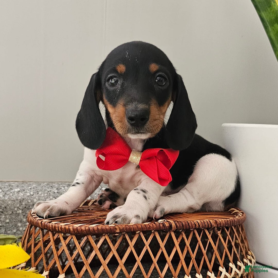 Dachshund dogs for sale: Lil Peanut - Image 16