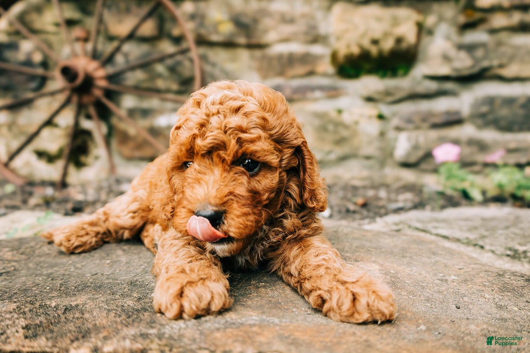 Cavapoo dogs for sale: Milo - Image 8