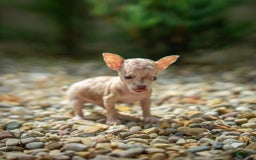 Chihuahua dogs for sale: Sweat Pea - Image 12