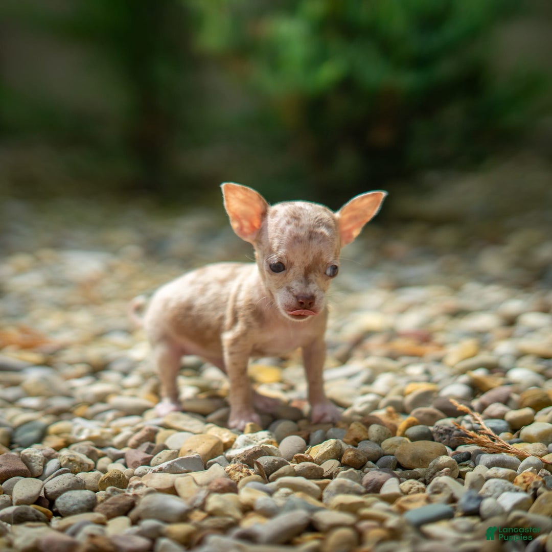 Chihuahua dogs for sale: Sweat Pea - Image 12