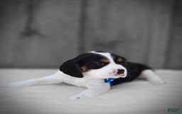 Beaglier dogs for sale: Benny - Image 3