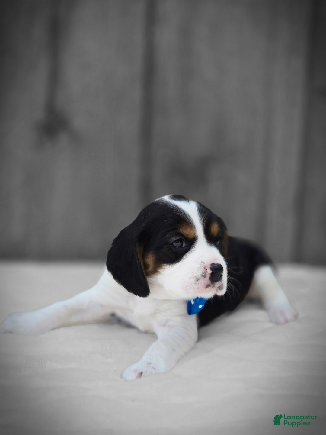 Beaglier dogs for sale: Benny - Image 3