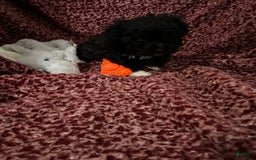 Teddy Bear dogs for sale: Ruby - Image 5