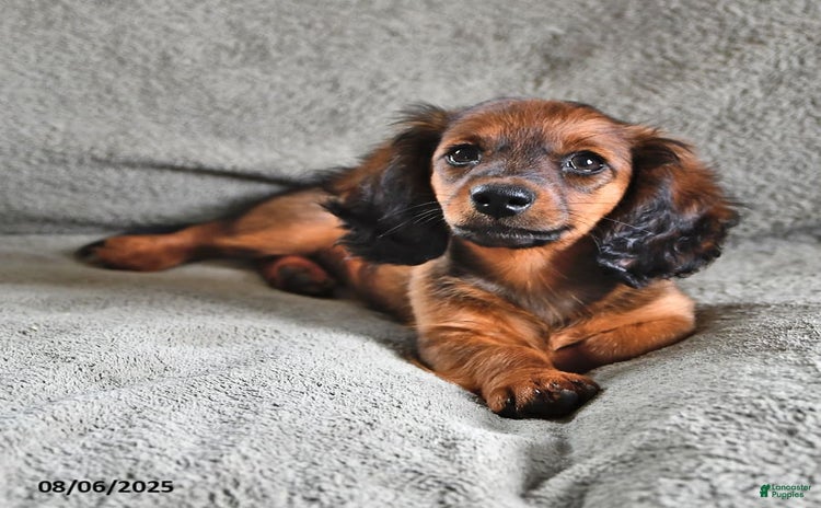 Miniature Dachshund dogs for sale - Ad 1