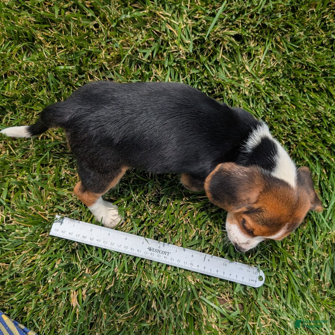 Beagle dogs for sale: Caramel - Image 2