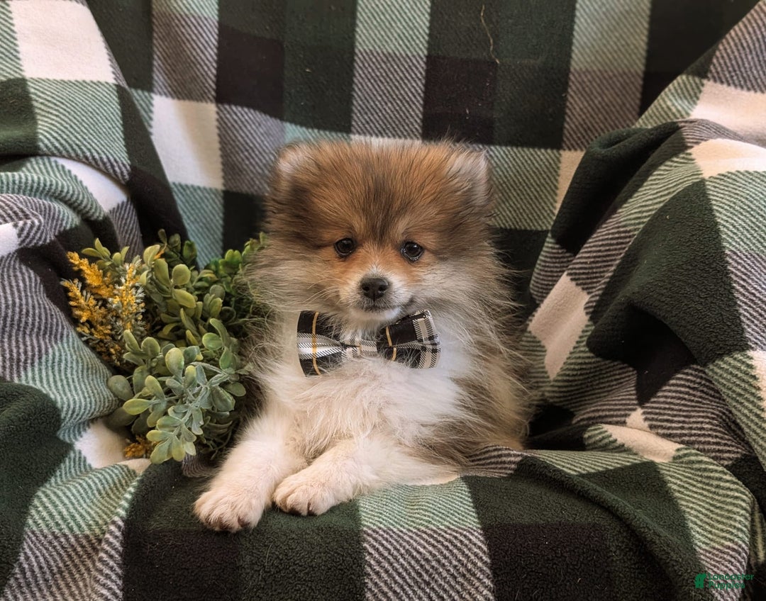 Pomeranian dogs for sale: Pearson Small - Image 5