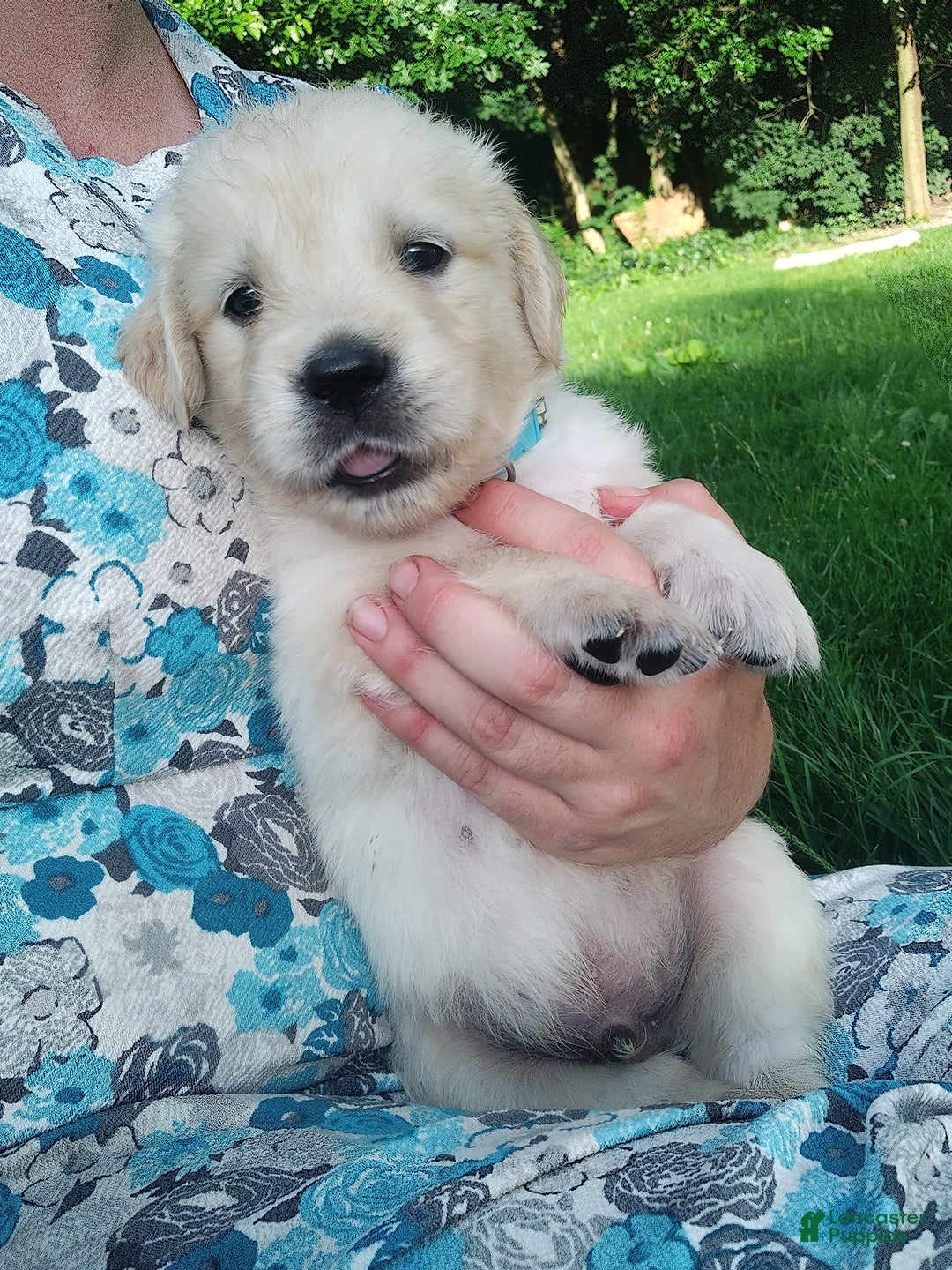 Golden Retriever dogs for sale: Picasso - Image 32
