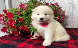 Samoyed dogs for sale: Perla - Image 1