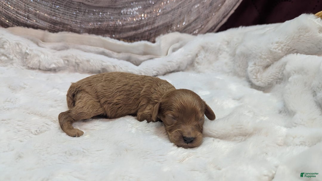 Cavapoo dogs for sale: Apollo - Image 28