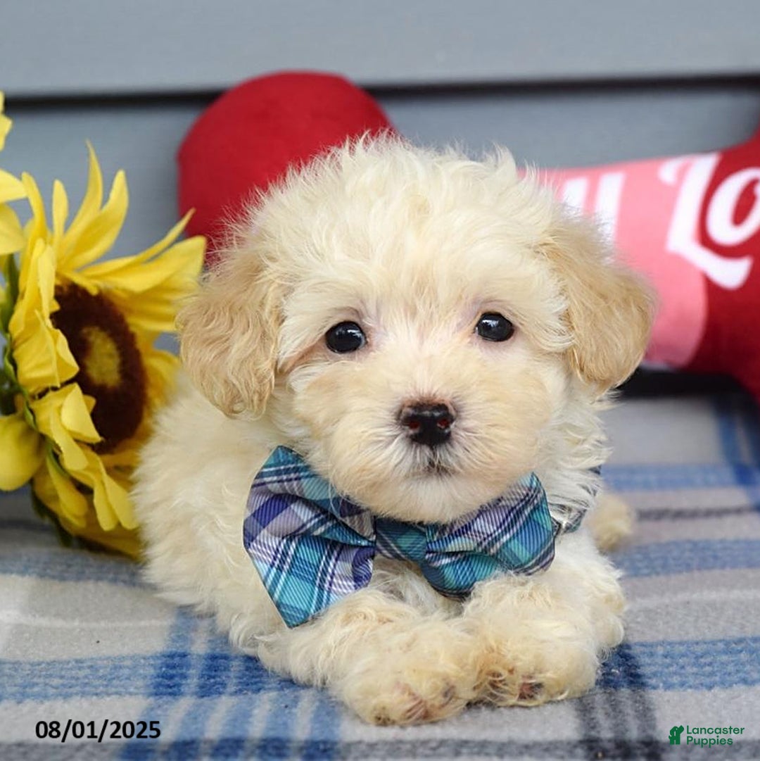 Maltipoo dogs for sale: Max - Image 1