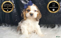 Cocker Spaniel dogs for sale: Lucky - Image 3