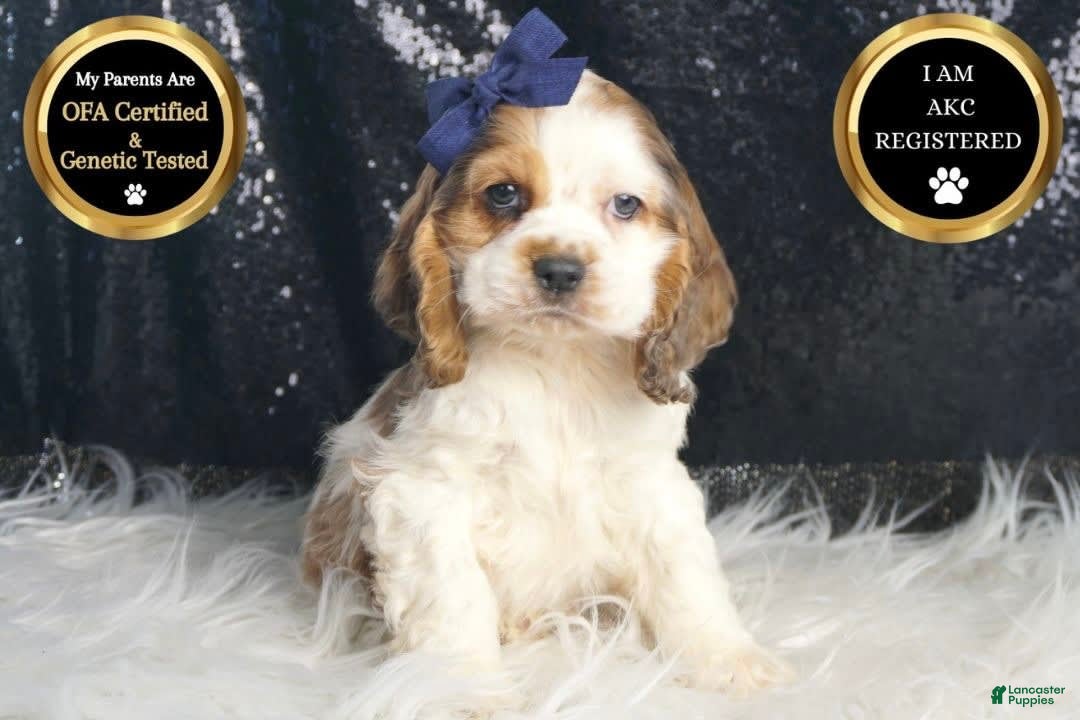 Cocker Spaniel dogs for sale: Lucky - Image 3