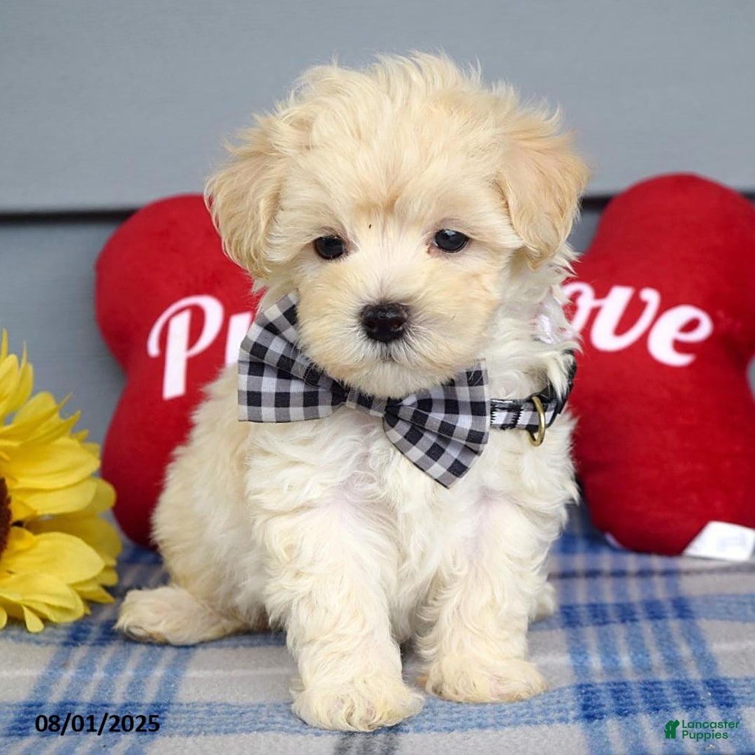 Maltipoo dogs for sale: Marly - Image 3
