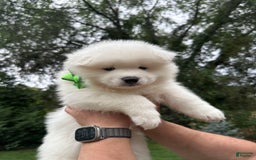 Samoyed dogs for sale: Jacque - Image 1
