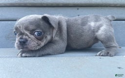French Bulldog dogs for sale: Luna - Image 43
