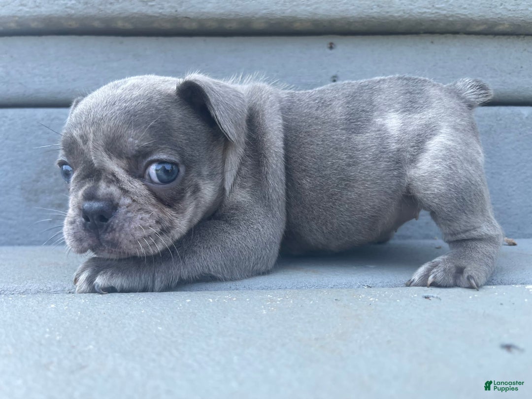 French Bulldog dogs for sale: Luna - Image 43