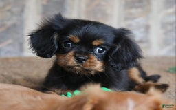 Cavalier King Charles Spaniel dogs for sale: Bentley - Image 2
